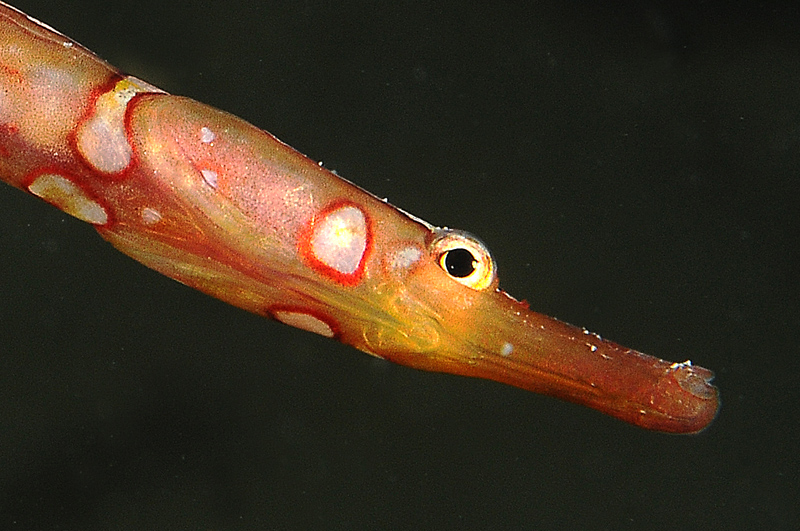 Pesce ago in riproduzione: Nerophis maculatus